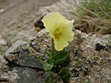 Фиалка Viola oreades, файл flower56b.jpg